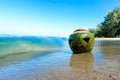 ÃÂ¡oconut with a carved Halloween face.  Lying in the sand on the beach Royalty Free Stock Photo